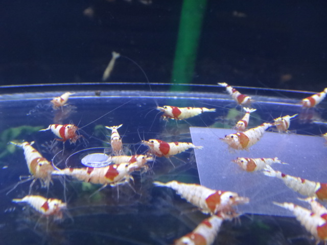 141210 水草・淡水魚_f0189122_1357860.jpg