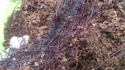 モッコウバラの植え替え たまの 雑記帳