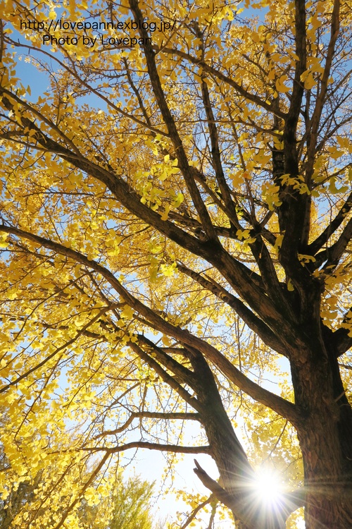 c0136926_1525228.jpg