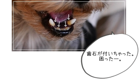 d0179828_08561561.png