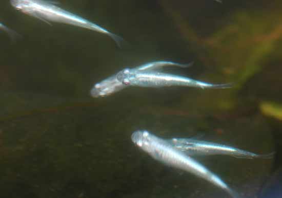 e0097534_14411449.jpg