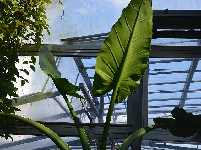 ティフォノドルム・リンドレーアヌム 今日の花