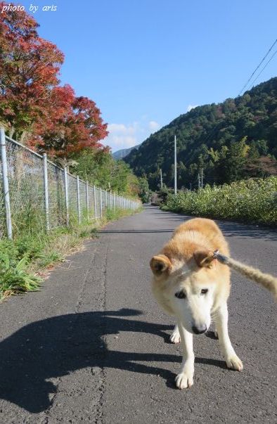 ベンの散歩道@晩秋の道♪_f0295238_07413564.jpg