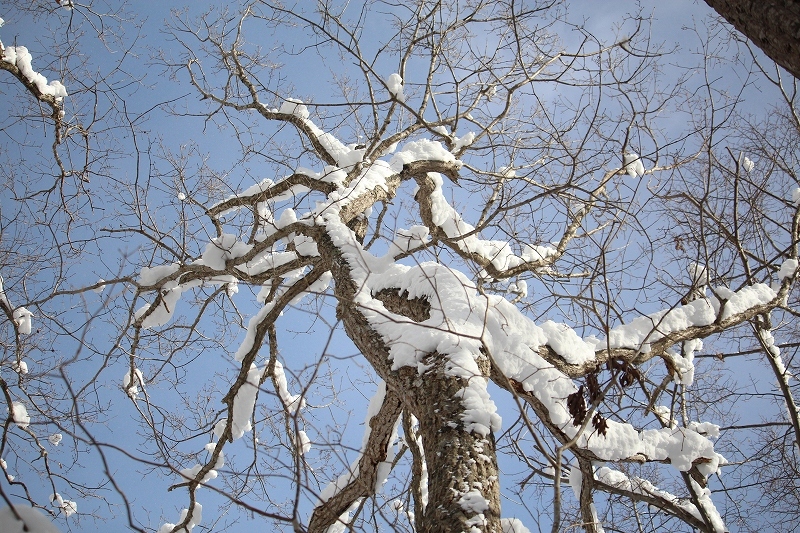 12月7日　大沼の雪景色を　４_b0250154_23070210.jpg