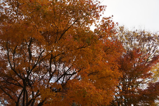 c0054954_16375559.jpg