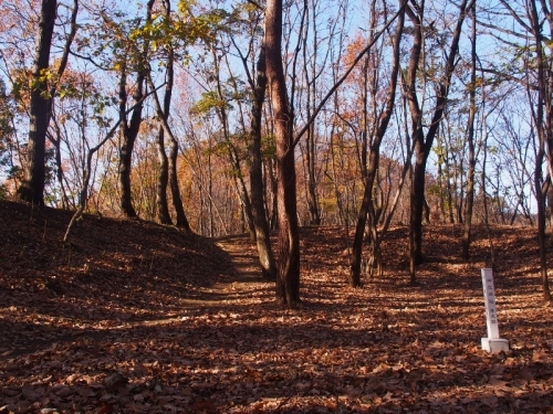 晩秋の神成山　（  2014.12.７　）_b0335256_16344410.jpg