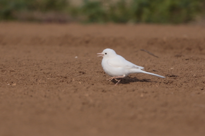 白セキレイ 野鳥フレンド 撮り日記 白セキレイ 野鳥フレンド 撮り日記