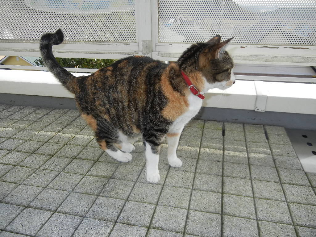 ’14,12,10(水)久し振りにお花を植えたよ~!_f0060461_14323920.jpg