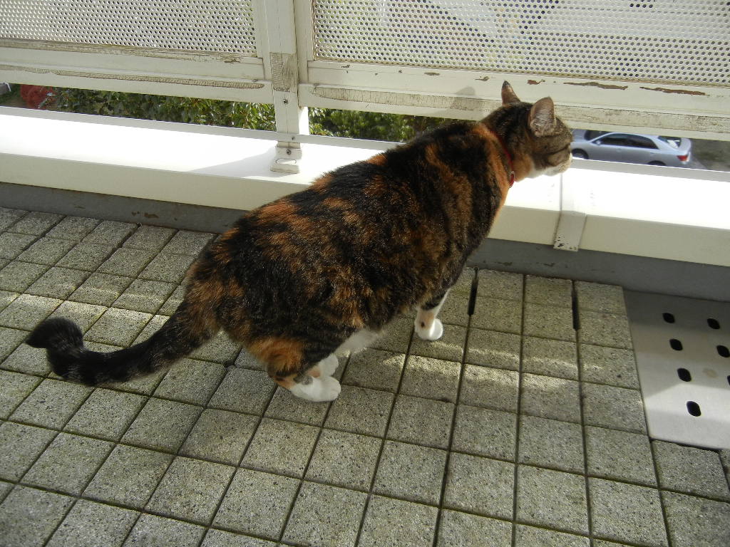 ’14,12,10(水)久し振りにお花を植えたよ~!_f0060461_143252.jpg