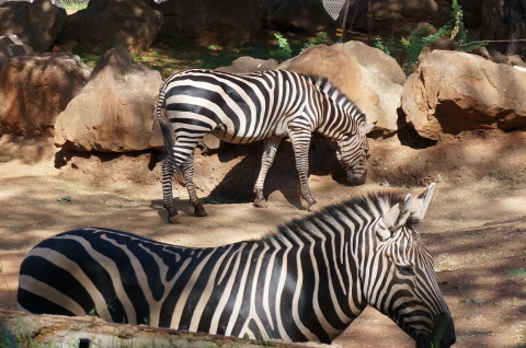 ハワイ旅行 その７ ホノルル動物園２ Mojyapict