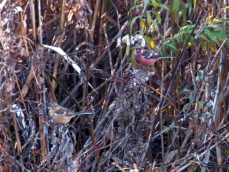 f0208666_1643247.jpg