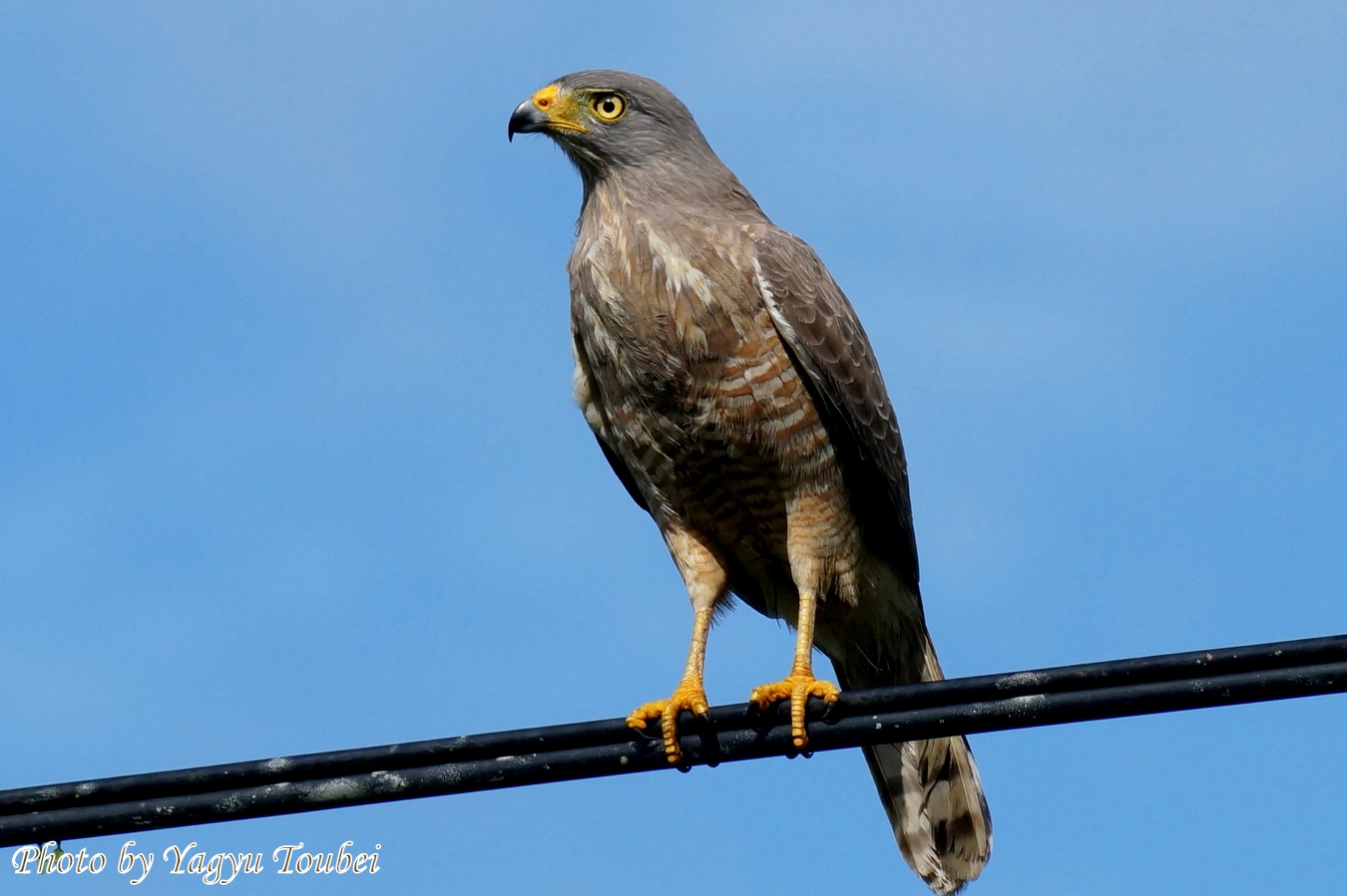 いつもそばにいる精悍な Roadside Hawk （ロードサイド　ホーク）_b0132475_10233713.jpg