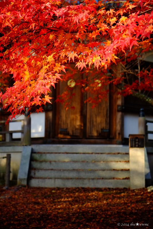 京都紅葉風景2014：1：朝陽のなかで_a0142976_1524577.jpg