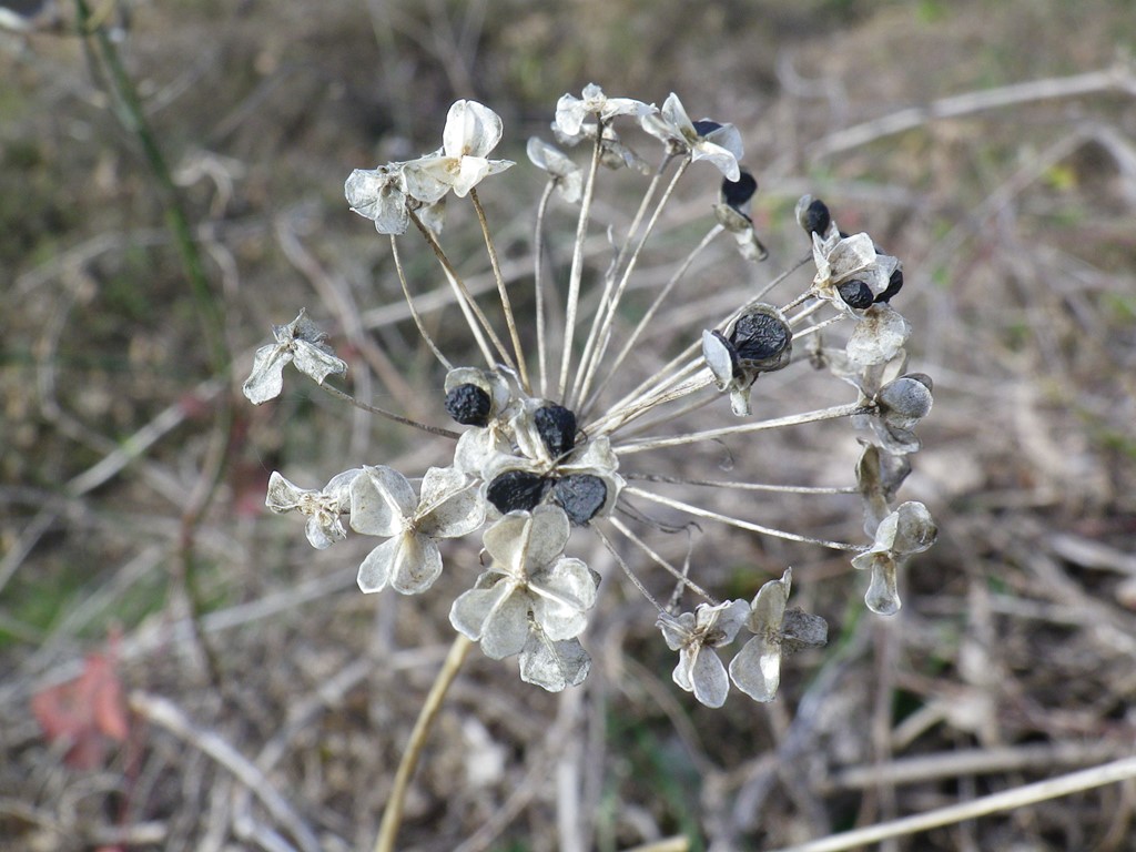 韮 ニラ の終花に見られた種 自然風の自然風だより