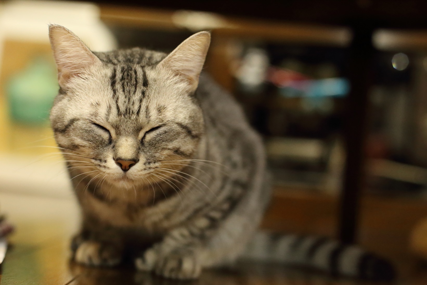 らぁくん、ふわり&ぼるとの休日。_c0245679_14560999.jpg