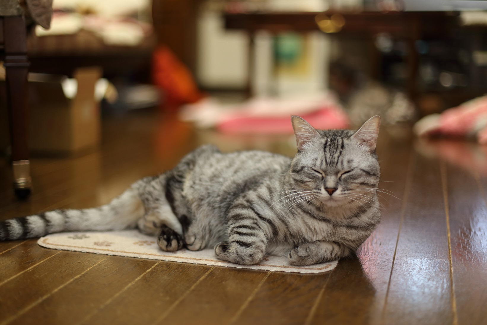 らぁくん、ふわり&ぼるとの休日。_c0245679_14561412.jpg