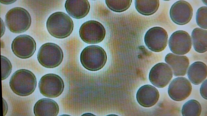c0109891_19581943.jpg