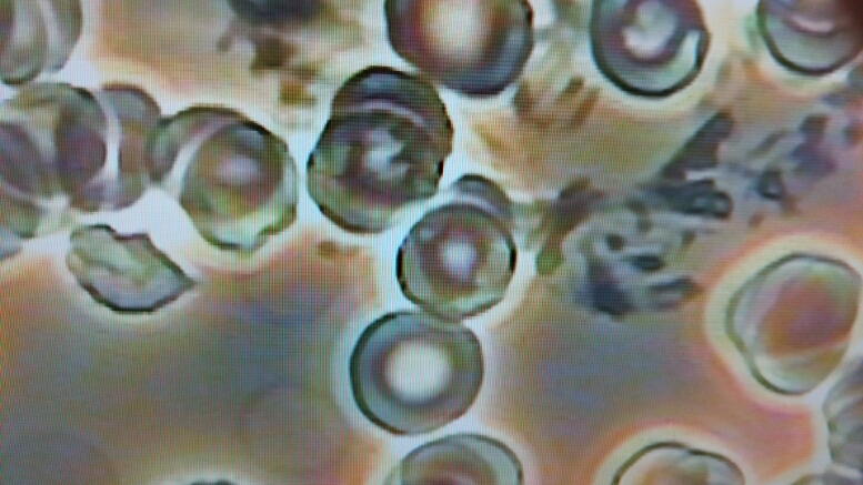c0109891_2015761.jpg