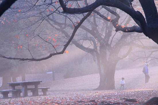 雨上がりの風景と、乗蓮寺のカエデ_e0255509_20544617.jpg