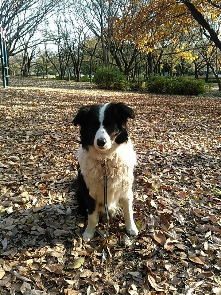 【犬】寒いのにねぇ_f0141609_856375.jpg