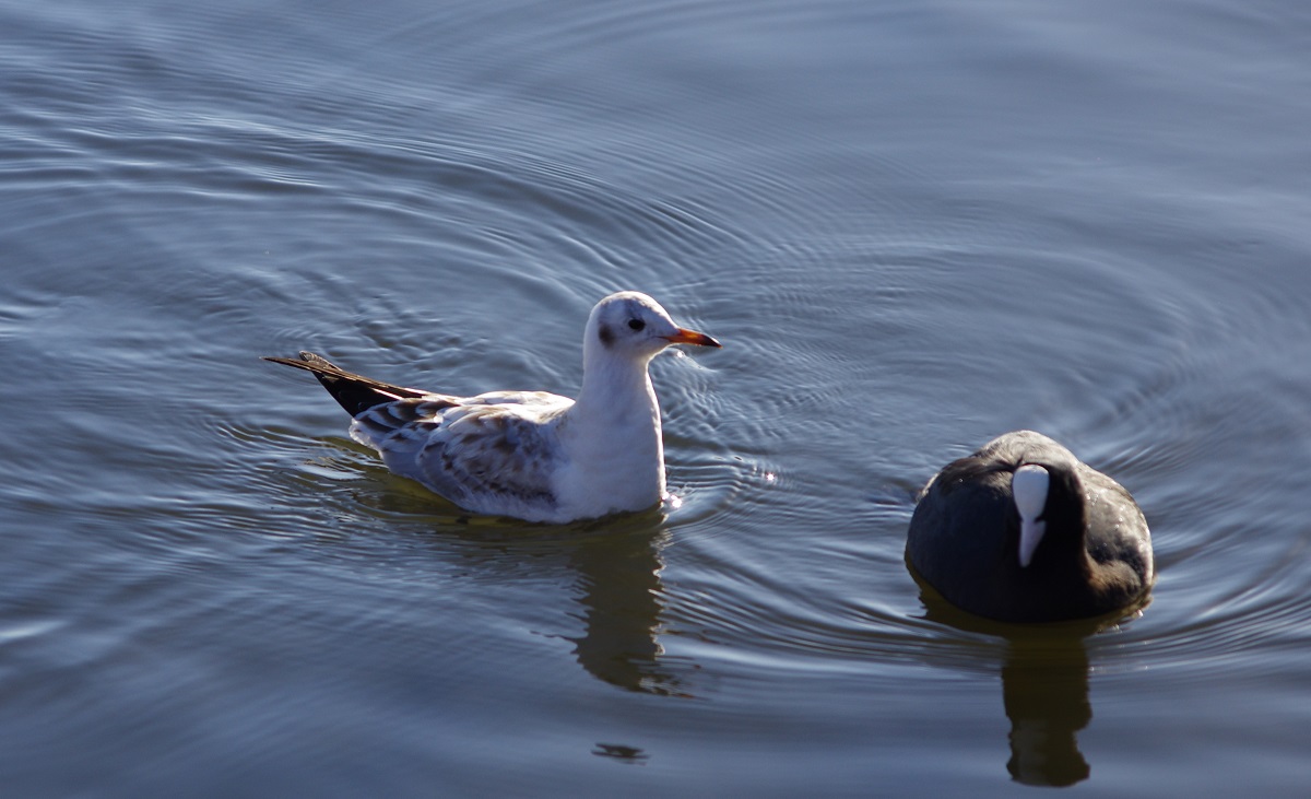 千波湖で水鳥と遊ぶ_e0034313_154984.jpg