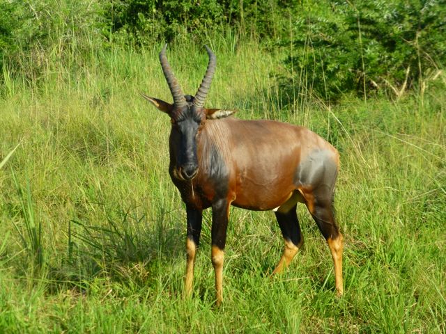 ウガンダ旅行記ー動物編１ークィーンエリザベス国立公園_f0096017_0305825.jpg