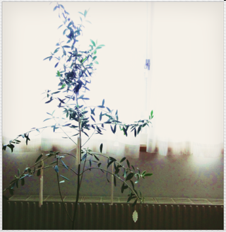 d0235336_2335898.png