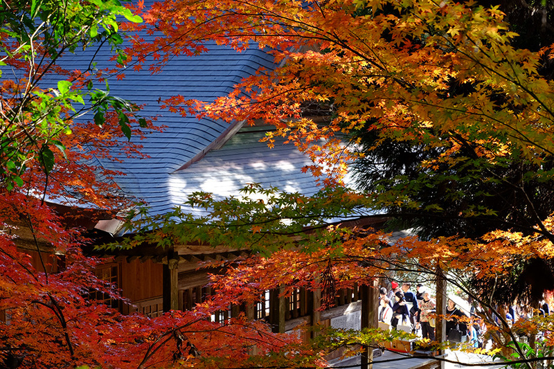 仁比山神社裏山の紅葉_c0014538_1727309.jpg