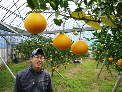 究極の柑橘 せとか 2か月後の収穫に向け 水 温度管理 退色防止 トゲ対策のお話 ｆｌｃパートナーズストア