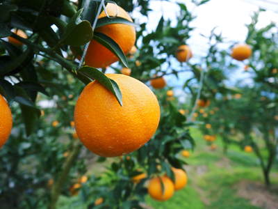 究極の柑橘「せとか」　2か月後の収穫に向け、水・温度管理、退色防止、トゲ対策のお話_a0254656_19292100.jpg