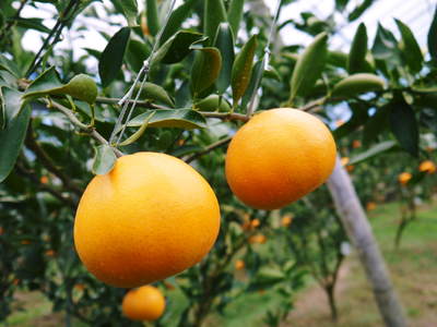 究極の柑橘「せとか」　2か月後の収穫に向け、水・温度管理、退色防止、トゲ対策のお話_a0254656_19412978.jpg