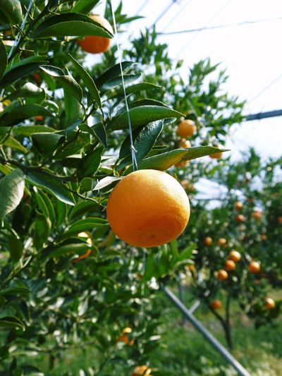 究極の柑橘「せとか」　2か月後の収穫に向け、水・温度管理、退色防止、トゲ対策のお話_a0254656_194277.jpg