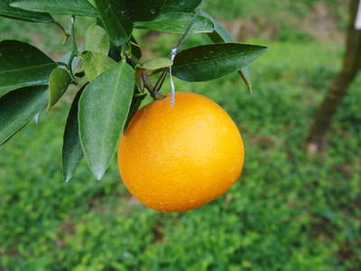究極の柑橘「せとか」　2か月後の収穫に向け、水・温度管理、退色防止、トゲ対策のお話_a0254656_20315516.jpg