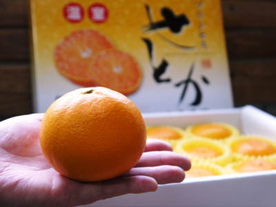 究極の柑橘「せとか」　2か月後の収穫に向け、水・温度管理、退色防止、トゲ対策のお話_a0254656_20544659.jpg
