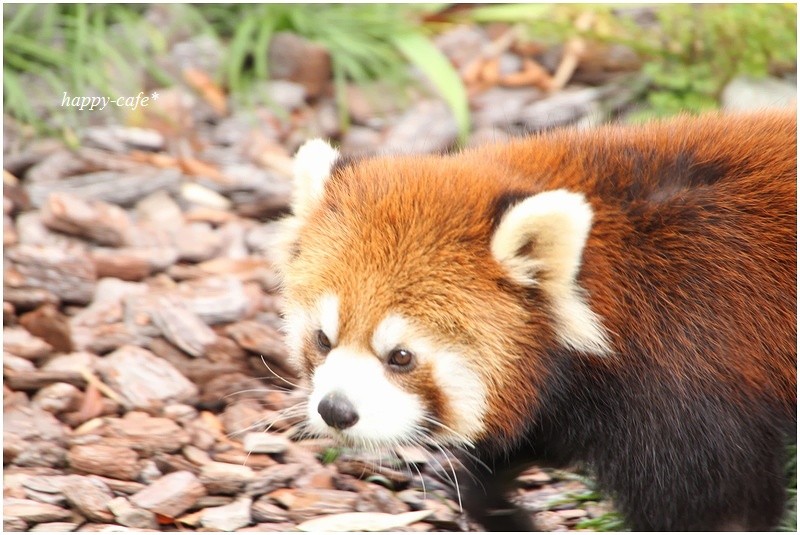 レッサーパンダ♪　～日本平動物園～_a0167759_20174655.jpg