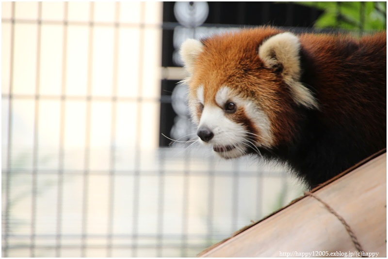 レッサーパンダ♪　～日本平動物園～_a0167759_20243584.jpg