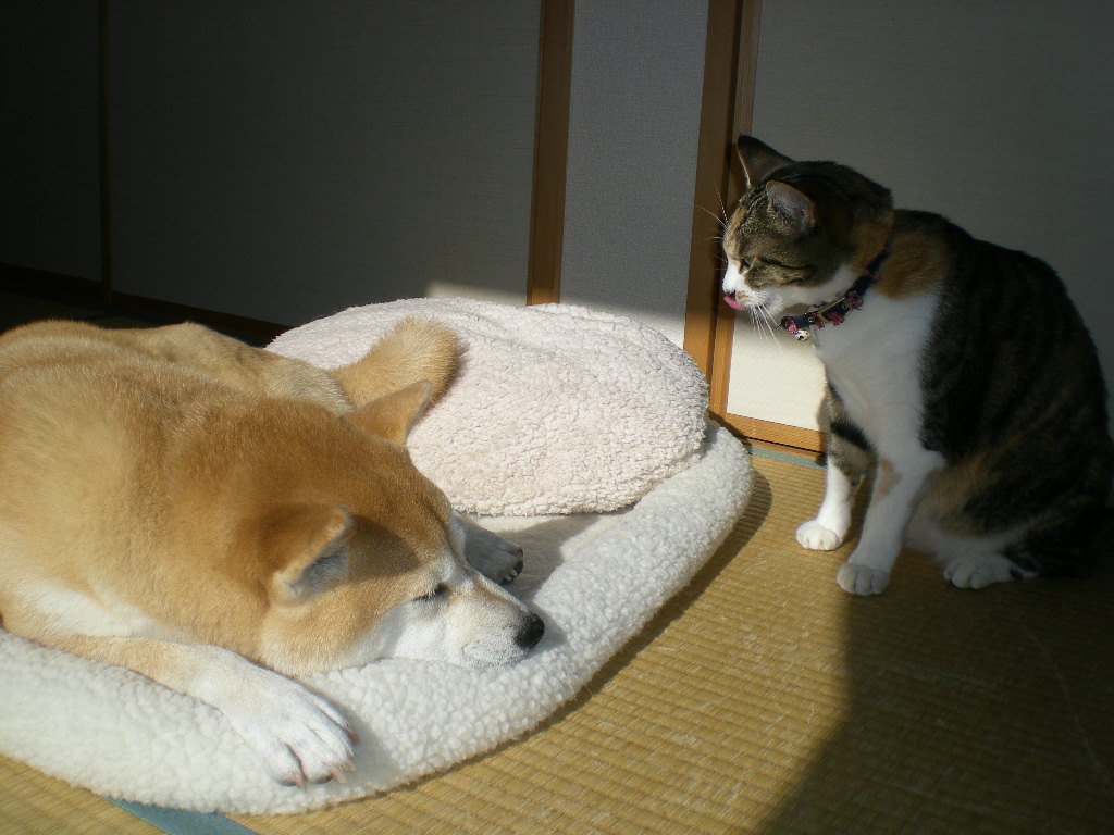 ’14,12,11(木)パシュミナのスカーフ!_f0060461_8494531.jpg