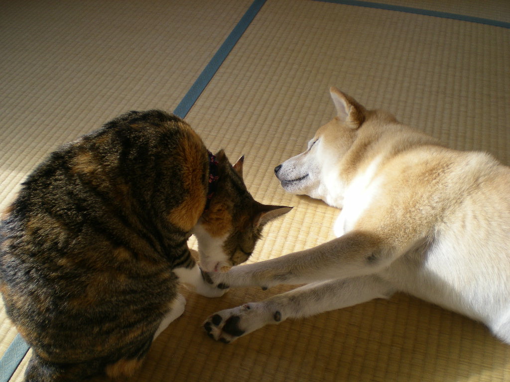 ’14,12,11(木)パシュミナのスカーフ!_f0060461_94797.jpg