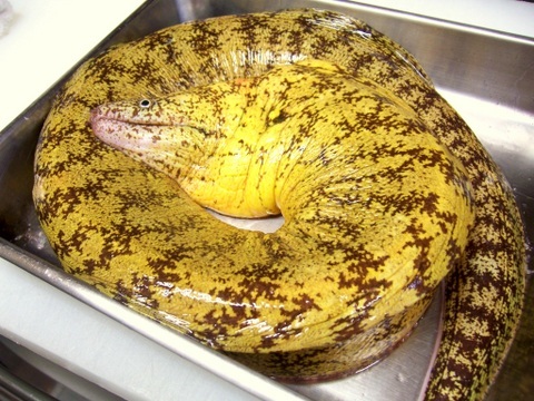 ウツボ 徳島産 イル レオーネ 千林大宮駅近くのシェフソムリエのブログ