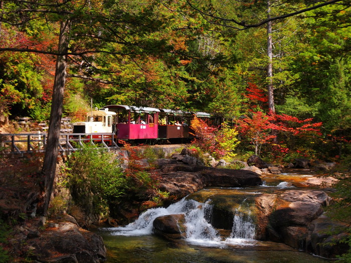 紅葉の赤沢自然休養林 7 完 青のち橙の日々 紅葉の赤沢自然休養林 7 完 青のち橙の日々