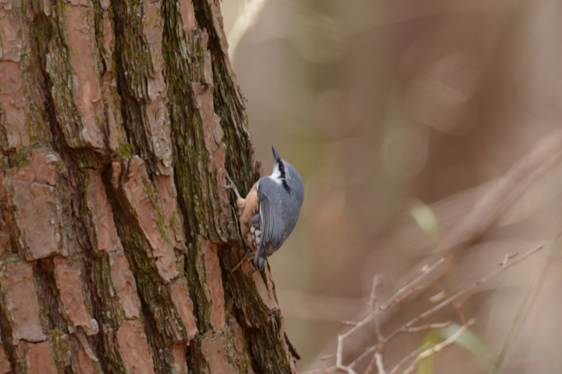 ゴジュウカラ_f0053272_1035191.jpg