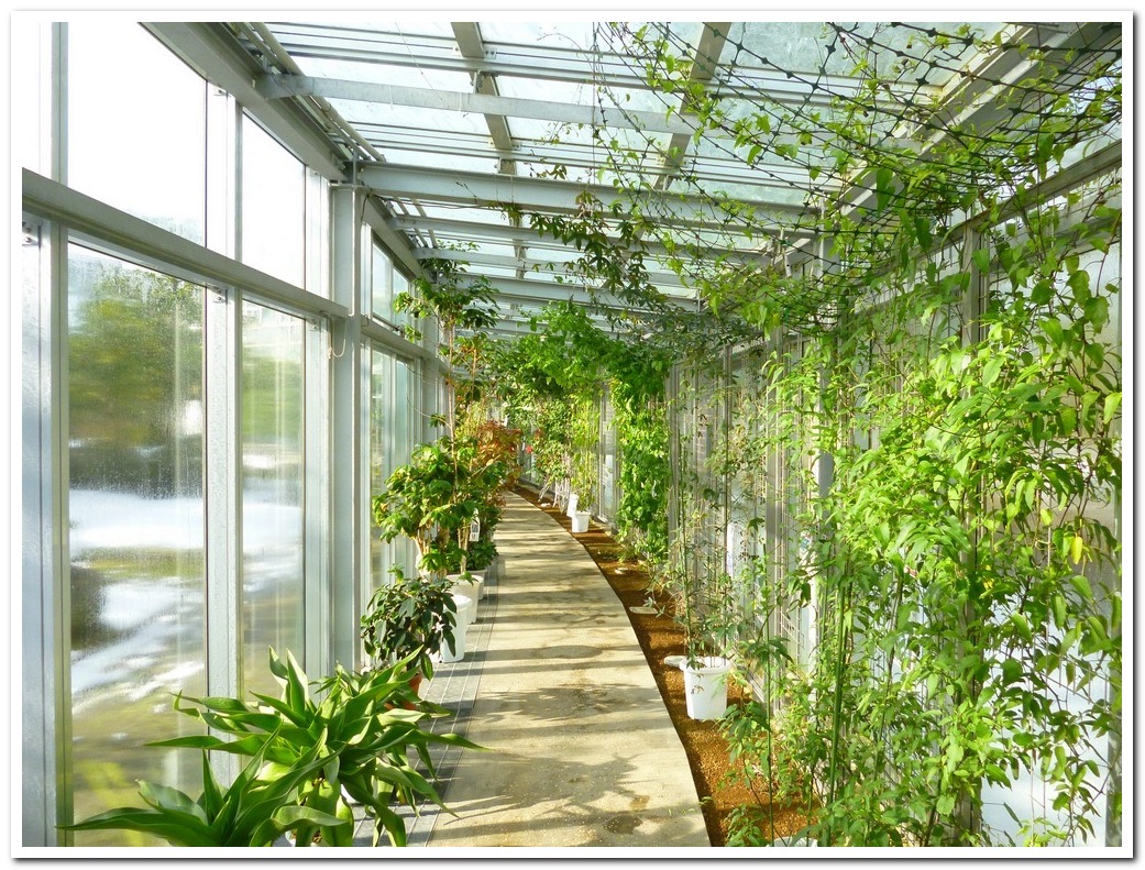 氷見市海浜植物園 アイガング15
