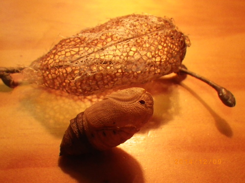 クスサン_e0290580_18464269.jpg