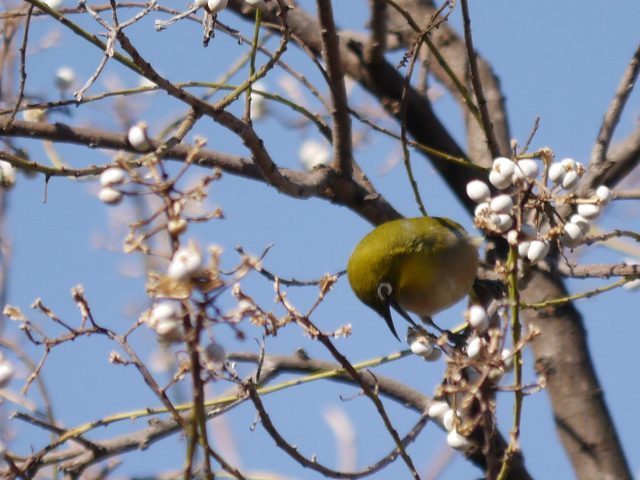 ナンキンハゼの実を啄ばむ小鳥たち（メジロ、スズメ、ヤマガラ） : 花