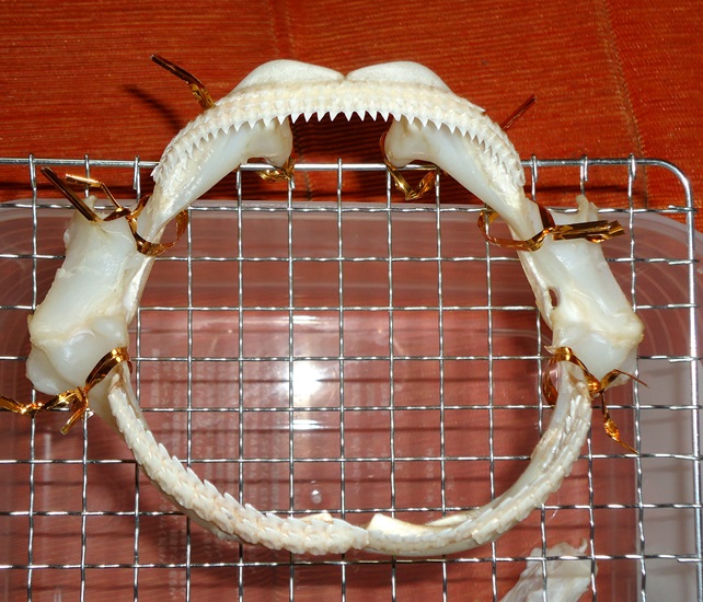 サメの歯 サメ口顎 標本 - その他
