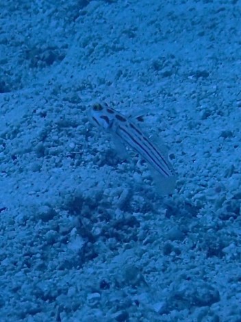 e0115199_20462282.jpg