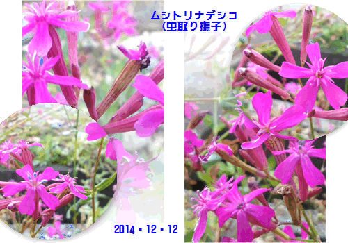 f0231709_1412032.gif