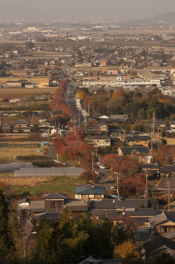 福岡県　　久留米市　　柳坂曾根の櫨並木。_a0096313_1732329.jpg