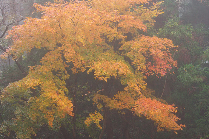 c0067040_23403.jpg