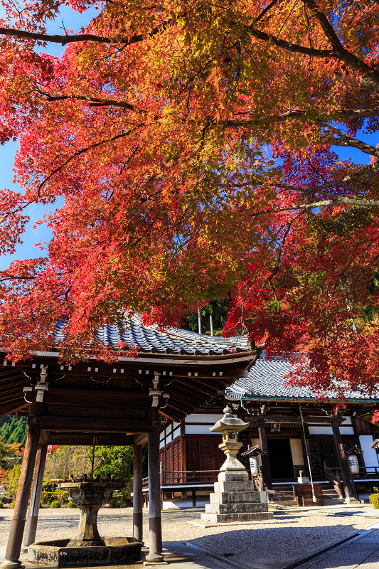 鮮やかな秋（善峯寺）_f0155048_22131177.jpg